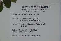 裡白忍冬、紅腺忍冬藏品圖，第2張