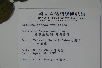 裡白忍冬、紅腺忍冬藏品圖，第2張