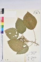 登錄號:S011409藏品圖，第1張