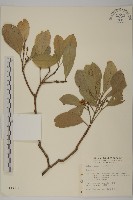 登錄號:S011413藏品圖，第1張