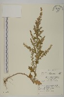 艾、五月艾藏品圖，第1張