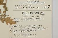 艾、五月艾藏品圖，第2張