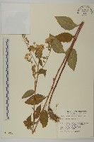 山白蘭藏品圖，第1張