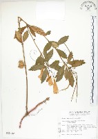 石吊蘭、吊石苣苔藏品圖，第1張