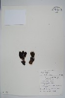 穗花蛇菰藏品圖，第1張