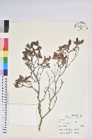 紅毛杜鵑藏品圖，第1張