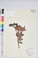 臺灣馬醉木藏品圖，第1張