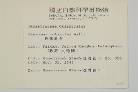 刺果衛矛藏品圖，第2張