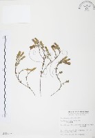 玉山龍膽藏品圖，第1張