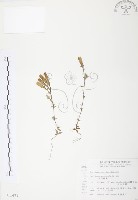 玉山龍膽藏品圖，第1張