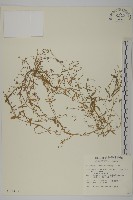 天蓬草、雀舌草藏品圖，第1張