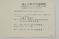 天蓬草、雀舌草藏品圖，第2張