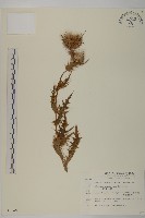 阿里山薊藏品圖，第1張
