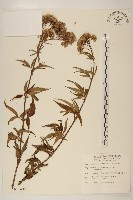 臺灣澤蘭藏品圖，第1張