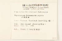 臺灣澤蘭藏品圖，第2張