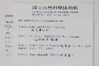 紫花鳳仙花藏品圖，第2張