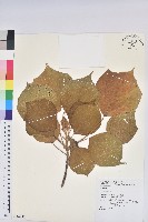 登錄號:S011499藏品圖，第1張