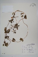 玉山山奶草藏品圖，第1張