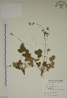 登錄號:S011533藏品圖，第1張