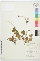 登錄號:S011533藏品圖，第2張