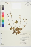 登錄號:S011534藏品圖，第2張