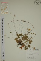 登錄號:S011535藏品圖，第1張
