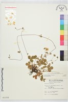 登錄號:S011535藏品圖，第2張