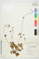 登錄號:S011536藏品圖，第2張