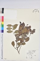 細葉饅頭果藏品圖，第1張