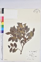 細葉饅頭果藏品圖，第1張