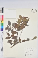 細葉饅頭果藏品圖，第1張