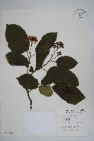 破布烏藏品圖，第1張