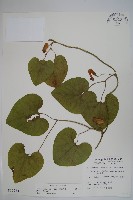 大葉馬兜鈴藏品圖，第1張