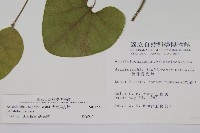 大葉馬兜鈴藏品圖，第2張