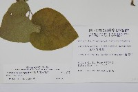 大葉馬兜鈴藏品圖，第2張