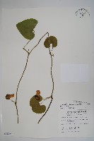 大葉馬兜鈴藏品圖，第1張