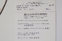 大葉馬兜鈴藏品圖，第2張