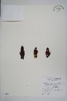 刀傷草藏品圖，第1張