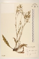 刀傷草藏品圖，第3張