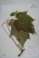 水鴨腳藏品圖，第1張