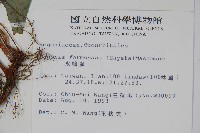 水鴨腳藏品圖，第2張