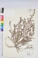 田代氏大戟藏品圖，第1張