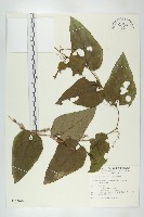 芋葉括樓藏品圖，第1張