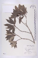 俄氏虎皮楠藏品圖，第1張