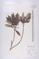 俄氏虎皮楠藏品圖，第1張