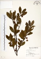 台灣楊桐藏品圖，第1張