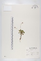 裂緣花藏品圖，第1張