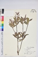 臺灣馬醉木藏品圖，第1張