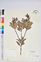 臺灣馬醉木藏品圖，第1張