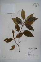 刻脈冬青藏品圖，第1張